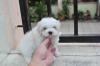 Puppies for sale Estonia, Tallinn Maltese