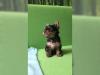 Puppies for sale Hungary, Debrecen Volpino