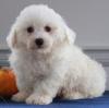 Puppies for sale Spain, Albacete Bichon