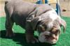 Puppies for sale Spain, Bilbao English Bulldog