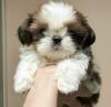 Puppies for sale Canada, Manitoba Shih Tzu