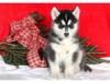 Puppies for sale Netherlands, Amsterdam Haski, Blue Eyes Siberian Husky Puppies