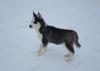 Puppies for sale Germany, Leverkusen Haski, Blue Eyes Siberian Husky Puppies