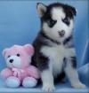 Puppies for sale Netherlands, Leiden Haski, Blue Eyes Siberian Husky Puppies
