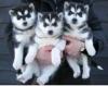 Puppies for sale Cyprus, Ayia Napa Haski, Blue Eyes Siberian Husky Puppies