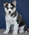 Puppies for sale Netherlands, Rotterdam Haski, Blue Eyes Siberian Husky Puppies
