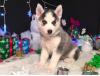 Puppies for sale Netherlands, Eindhoven Haski, Blue Eyes Siberian Husky Puppies