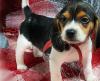 Puppies for sale Hungary, Budapest Beagle
