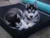 Puppies for sale Germany, Zwickau Haski, Blue Eyes Siberian Husky Puppies