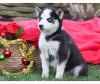 Puppies for sale Germany, Munich Haski, Blue Eyes Siberian Husky Puppies