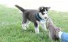 Puppies for sale Netherlands, Venlo Haski, Blue Eyes Siberian Husky Puppies