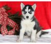 Puppies for sale Germany, Frankfurt Haski, Blue Eyes Siberian Husky Puppies
