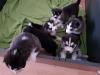 Puppies for sale Cyprus, Paphos Haski, Blue Eyes Siberian Husky Puppies
