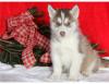 Puppies for sale Germany, Dortmund Haski, Blue Eyes Siberian Husky Puppies