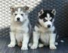 Puppies for sale Cyprus, Protaras Haski, Blue Eyes Siberian Husky Puppies