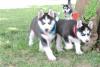 Puppies for sale Netherlands, Valveyk Haski, Blue Eyes Siberian Husky Puppies