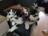 Puppies for sale Cyprus, Limassol Haski, Blue Eyes Siberian Husky Puppies