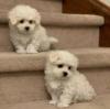 Puppies for sale Italy, Pesaro Maltese