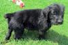 Puppies for sale Poland, Bedzin , Boxerdoodle