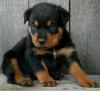 Puppies for sale Ukraine, Exactly Rottweiler