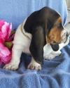 Puppies for sale Cyprus, Larnaca Basset Hound