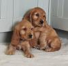 Puppies for sale Russia, Vologda , Cocker-Spaniel Puppies