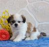 Puppies for sale Ukraine, Ivano-Frankivsk Shih Tzu