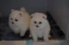 Puppies for sale Cyprus, Nicosia Pomeranian Spitz