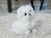 Puppies for sale Italy, Ancona Maltese