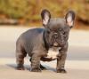 Puppies for sale United Kingdom, Aberdeen French Bulldog