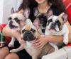 Puppies for sale Italy, Caserta French Bulldog, French Bulldog