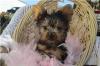 Puppies for sale Italy, Bergamo Yorkshire Terrier