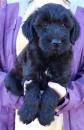 Puppies for sale Netherlands, Borne , Whoodle