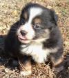 Puppies for sale Netherlands, Arnhem Australian Shepherd