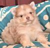 Puppies for sale Poland, Vydgosh , Pomsky