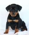 Puppies for sale United Kingdom, Birmingham Rottweiler