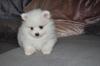Puppies for sale Romania, Bucharest Pomeranian Spitz