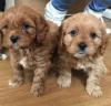 Puppies for sale Italy, Ravenna , CAVAPOO