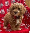 Puppies for sale Greece, Thessaloniki , Cavapoo