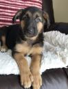 Puppies for sale United Kingdom, Blackburn German Shepherd Dog