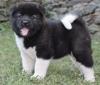 Puppies for sale Cyprus, Larnaca Akita