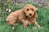 Puppies for sale Russia, Cherepovets Other breed, cockapoo pups