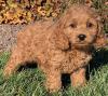 Puppies for sale Poland, Wyszkow , Cockapoo