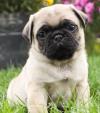 Puppies for sale Ukraine, Luck Pug