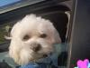 Puppies for sale Hungary, Budapest Maltese