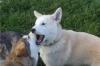 Puppies for sale Italy, Ancona Wolf-spitz, wolf puppies