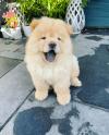 Puppies for sale France, Marseille Chow Chow