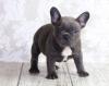Puppies for sale Poland, Warsaw French Bulldog