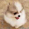 Puppies for sale Germany, Aihvald Pomeranian Spitz