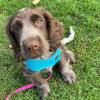 Puppies for sale Cyprus, Limassol Cocker Spaniel